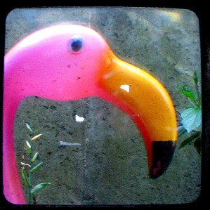 A Portrait of My Favorite Flamingo